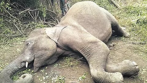 மின்சாரம் பயந்து பெண் யானை பலி