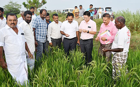 தேவகோட்டை அருகே உள்ள வெண்ணியூர் ஊராட்சியில் வறட்சியால் பாதிக்கப்பட்ட நெற்பயிர்களை மாவட்ட கண்காணிப்பு அலுவலர் லால்வேனா பார்வையிட்டு ஆய்வு செய்தனர்.
