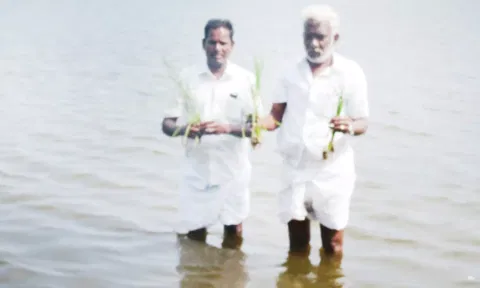 சேதமான நெற்பயிர்களை வேதனையுடன் காண்பிக்கும் விவசாயிகள்.
