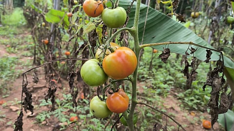 மேட்டுப்பாளையத்தில்  வரத்து குறைவால் தக்காளி விலை அதிகரிப்பு
