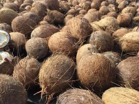 வெப்பிலி விற்பனைக் கூடத்தில் தேங்காய் ஏலம்