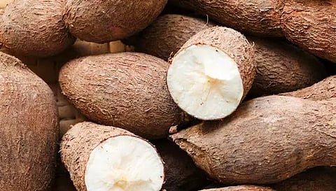 பருவமழை கை கொடுத்ததால் மரவள்ளி விளைச்சல் அதிகரிப்பு
