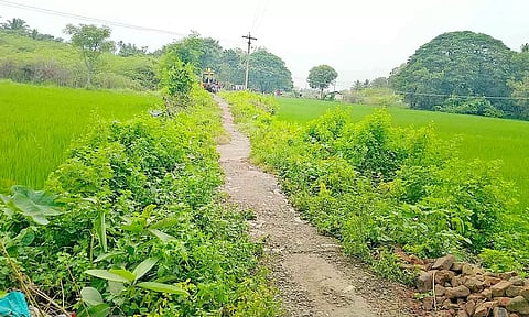 புல், பூண்டுகள் மண்டிய நிலையில் காணப்படும் சாலை.