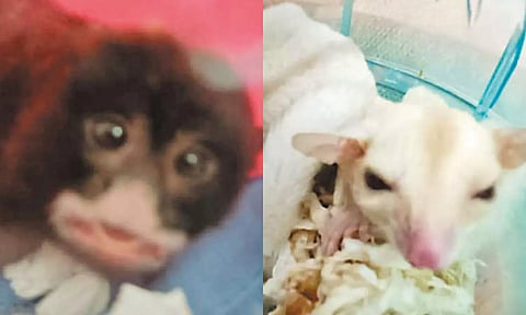 தாய்லாந்து நாட்டில் இருந்து சென்னைக்கு விமானத்தில் கடத்தி வந்த குரங்கு, அணில்கள் பறிமுதல்