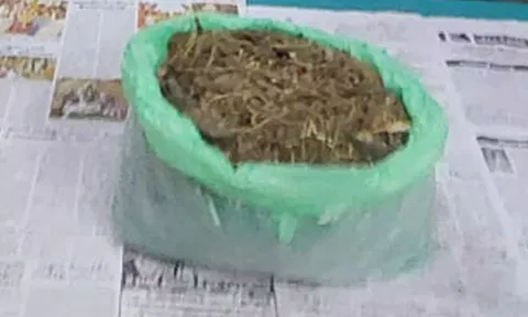 குடியாத்தத்தில் பிடிபட்ட கஞ்சா வியாபாரி.