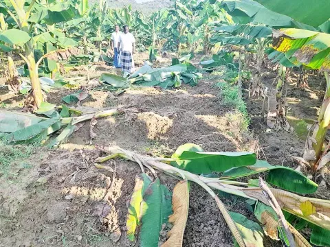 சேதமடைந்த வாழைகள்.