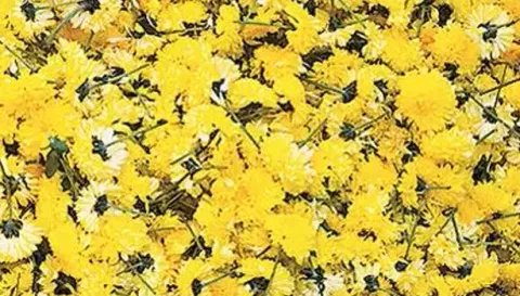 தொடர் மழை காரணமாக சேலத்தில் சாமந்தி பூக்கள் விளைச்சல் அதிகரிப்பு