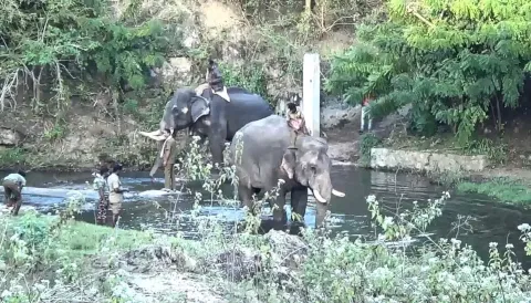 ஒற்றை யானையை விரட்டும் பணியில் கும்கிகள்
