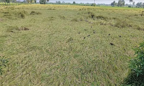 கண்டமங்கலம் பகுதியில் அறுவடைக்கு தயாராக உள்ள நெற்பயிர்கள் கீழே சாய்ந்து கிடப்பதை படத்தில் காணலாம்.