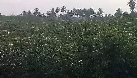 அய்யம்பாளையம் பகுதியில் மரவள்ளிக்கிழங்கு பயிர் செய்யப்பட்டுள்ளதை படத்தை காணலாம்.