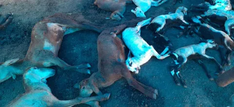 நாய்கள் கடித்து குதறியதில் ஆடுகள் இறந்து கிடப்பதை படத்தில் காணலாம்.&nbsp;