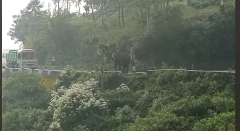 மேட்டுப்பாளையம்-கோத்தகிரி சாலையில் அரசு பஸ், லாரியை மறித்த ஒற்றை காட்டு யானை