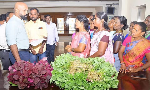 தாதனேந்தல் ஊராட்சியில் கீரை விற்பனையை கலெக்டர் ஜானி டாம் வர்கீஸ் ெதாடங்கி வைத்தார்.