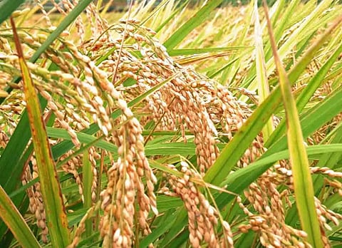 நெல் அறுவடை பணிகள் தீவிரம்