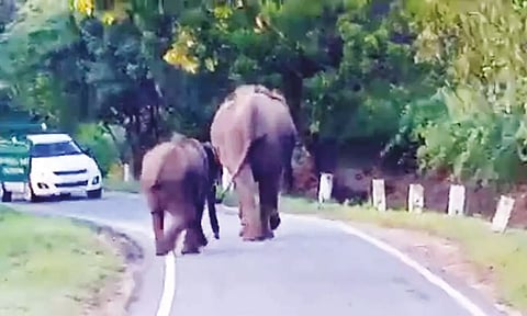 உடுமலை-மூணாறு சாலையில் வாகனங்களை வழிமறிக்கும் காட்டு யானைகள்.