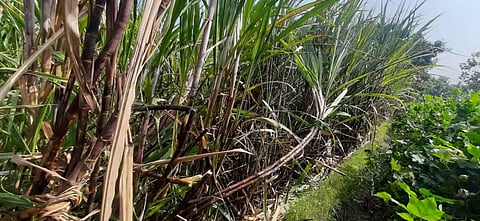 மின்கம்பி உரசி கரும்புகள் சேதமானதை படத்தில் காணலாம்.