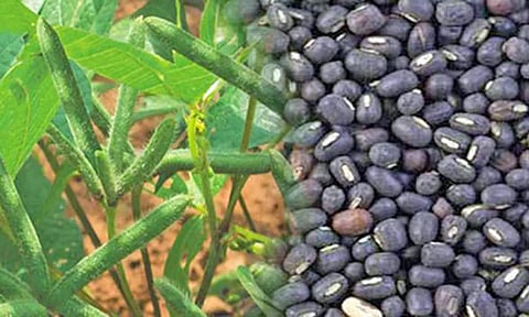 வரப்பு உளுந்து சாகுபடியில் அதிக மகசூல் பெறுவது எப்படி?- வேளாண் உதவி இயக்குனர்  சாமிநாதன் விளக்கம்