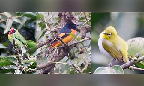 கொடைக்கானல் மலைப்பகுதியில் காணப்படும் வெளிநாட்டு பறவைகள்.