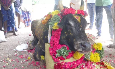 இறந்த ஜல்லிக்கட்டு காளைக்கு மரியாதை