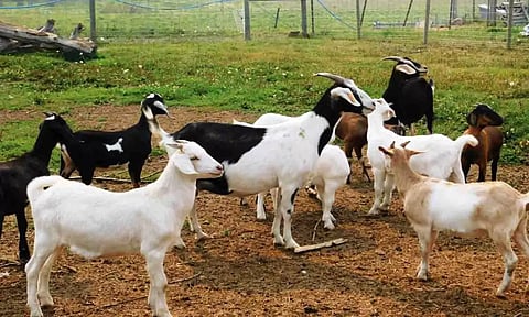 கோப்புபடம்.