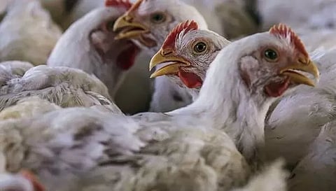 நாமக்கல் மண்டலத்தில் கறிக்கோழி விலை ரூ.7 குறைந்தது