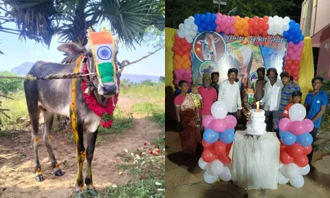 கன்றுக்குட்டியின் பிறந்தநாள் கேக் வெட்டி கொண்டாடிய காட்சி.