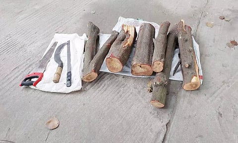 பறிமுதல் செய்யப்பட்ட சந்தன மரக் கட்டைகள்.