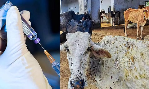 கால்நடைகளுக்கான தடுப்பூசியை புனே நிறுவனம் வணிக ரீதியாக தயாரிக்க புரிந்துணர்வு ஒப்பந்தம்