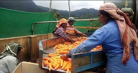 நீலகிரியில் கேரட், பீட்ரூட்டுக்கு போதிய விலை கிடைக்காததால் விவசாயிகள் கவலை