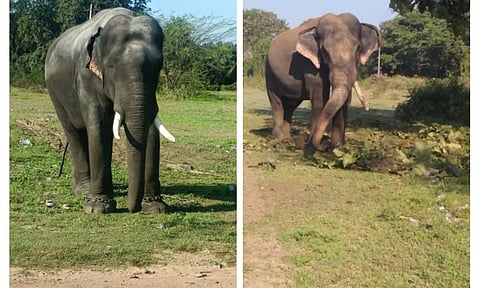 தாளவாடி பகுதியில் அட்டகாசம் செய்து வரும் கருப்பன் யானையை மயக்க ஊசி செலுத்தி பிடிக்க முடிவு