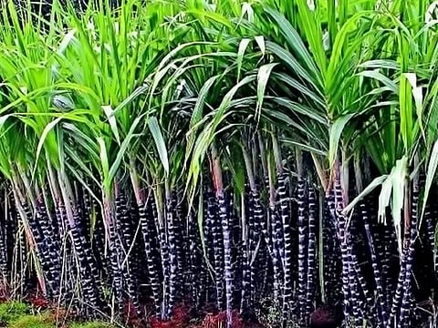 அறுவடைக்கு கரும்புகள் தயார்