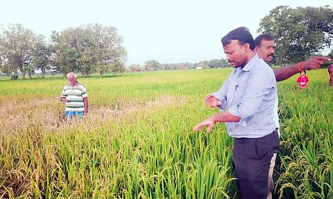 புகையான் தாக்கிய வயலை வேளாண் அதிகாரி ஆய்வு.