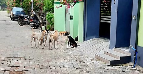 விருதுநகர் டி.டி.ரோட்டில் கூட்டமாக நிற்கும் நாய்கள்.&nbsp;