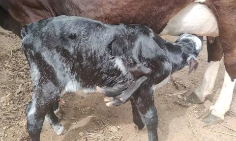 6 கால்களுடன் பிறந்த கன்றுகுட்டியை படத்தில் காணலாம்.