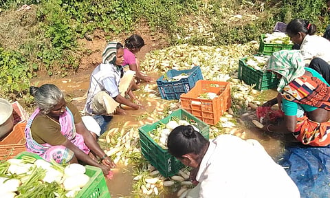 முள்ளங்கிகளை சுத்தம் செய்யும் பணியில் ஈடுபட்டுள்ள தொழிலாளர்கள்.