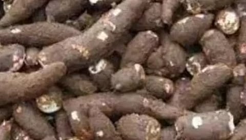 பரமத்தி வேலூர் பகுதியில் மரவள்ளி கிழங்கு விலை உயர்வு