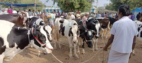 ரூ.70 லட்சத்துக்கு கால்நடைகள் விற்பனை