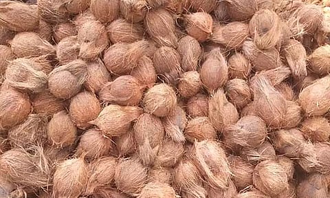 பொங்கல் பண்டிகையையொட்டி குமரியில் தேங்காய் விலை உயர்வு- விவசாயிகள் மகிழ்ச்சி