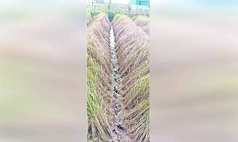 நெற்பயிரில் புகையான் நோய் தாக்குதலை.