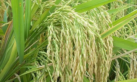 ஆடுதுறையில், பாரம்பரிய நெல் ரகங்கள் கண்காட்சி