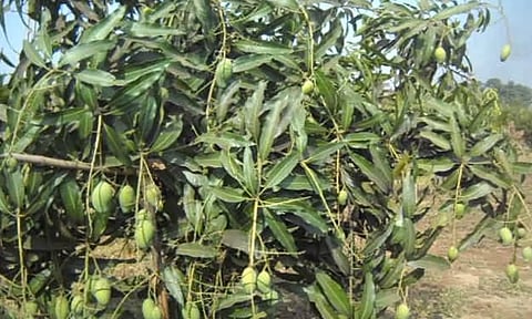 கோப்புபடம்.&nbsp;