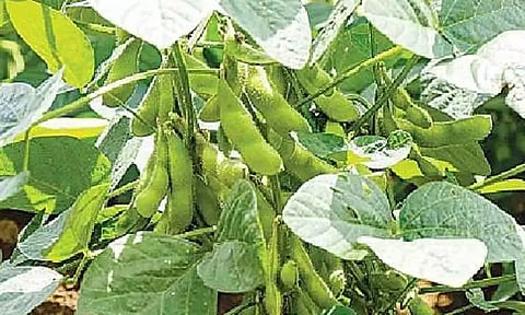 கோப்புபடம்.&nbsp;