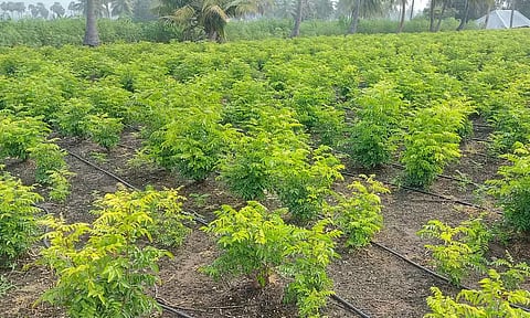 ஆத்தூர் பகுதியில் தோட்டத்தில் சாகுபடி செய்யப்பட்டுள்ள கறிவேப்பிலை செடிகள்.