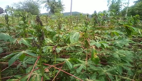 மாவு பூச்சி தாக்குதலால் பாதிப்படைந்த மரவள்ளிக்கிழங்கு  செடிகள்.