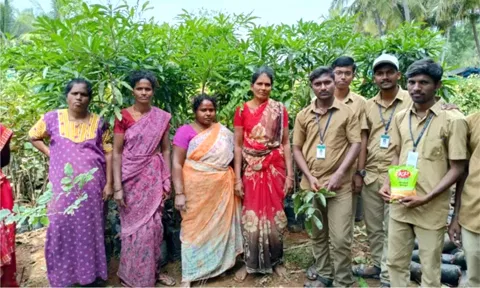 மாவில் நோய் மேலாண்மை பற்றிய செயல்முறை விளக்கம்