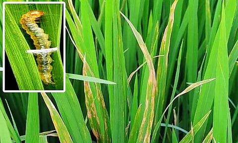 சம்பா நெற்பயிரில் இலை சுருட்டு புழு தாக்குதலை கட்டுப்படுத்துவது எப்படி?