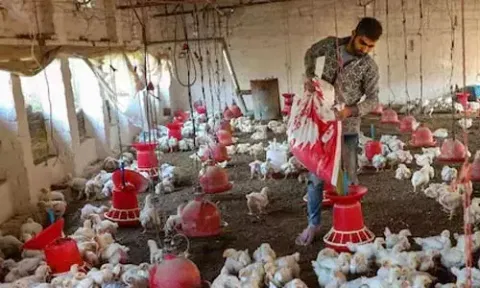 கோவையில் 1,206 கோழி பண்ணைகளில் தீவிர கண்காணிப்பு