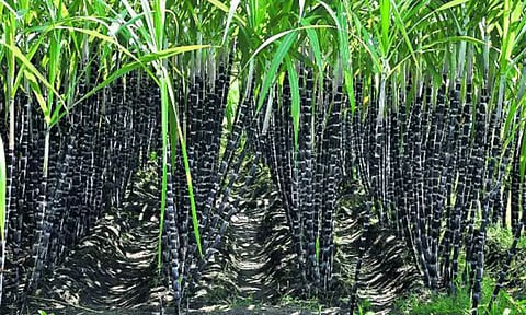 நீடாமங்கலத்தில் கரும்பு விற்பனை மும்முரம்