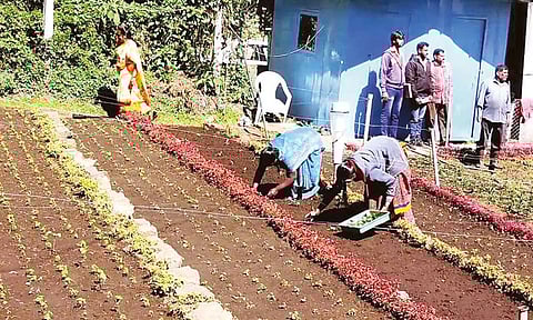 பிரையண்ட் பூங்காவில் 2-ம் கட்ட மலர் செடிகள் நடும் பணி தொடக்கம்