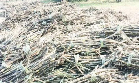 கரும்புகள் வெயிலில் காய்ந்து வருவதை படத்தில் காணலாம்.